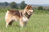 CHIEN FINNOIS DE LAPONIE 663